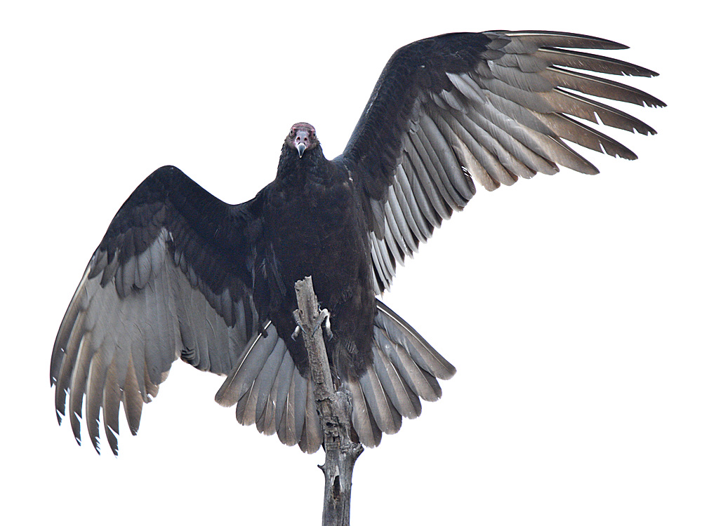 Vulture5.jpg