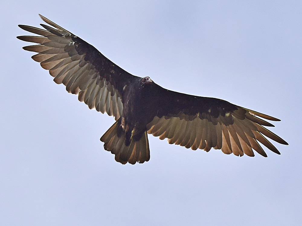 Vulture6.jpg