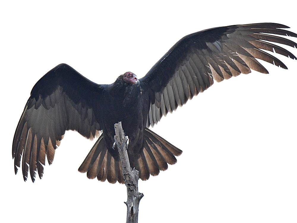 Vulture6.jpg