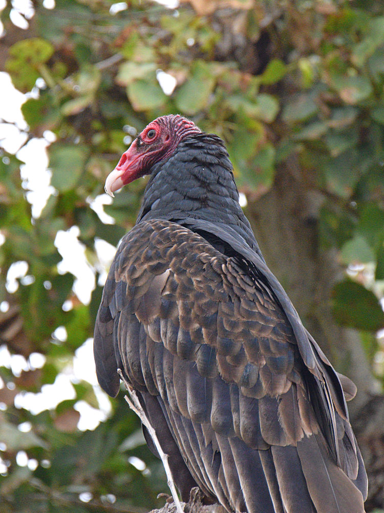 Vulture8.jpg
