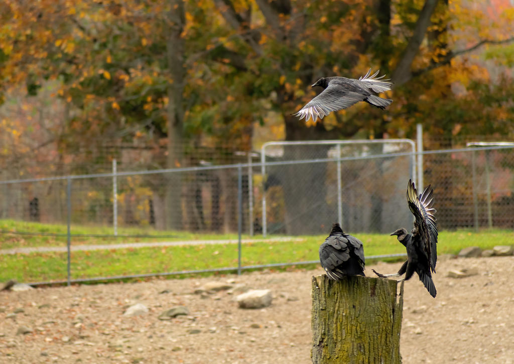 Vultures and Stump 1.jpg