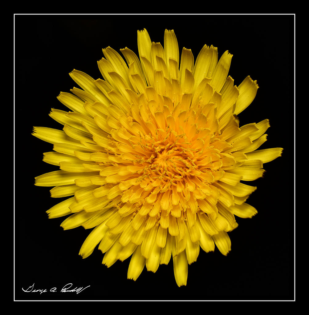 W_Dandelion.jpg