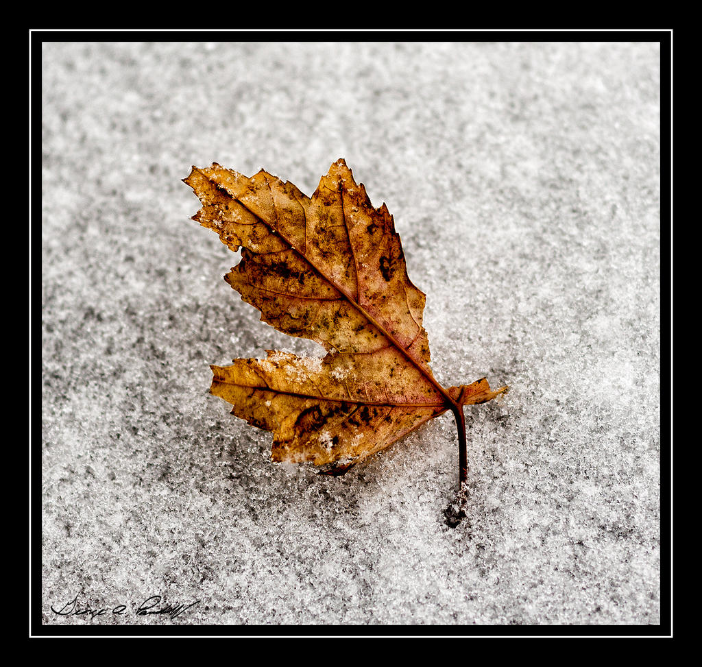 W_DSC_1100.jpg