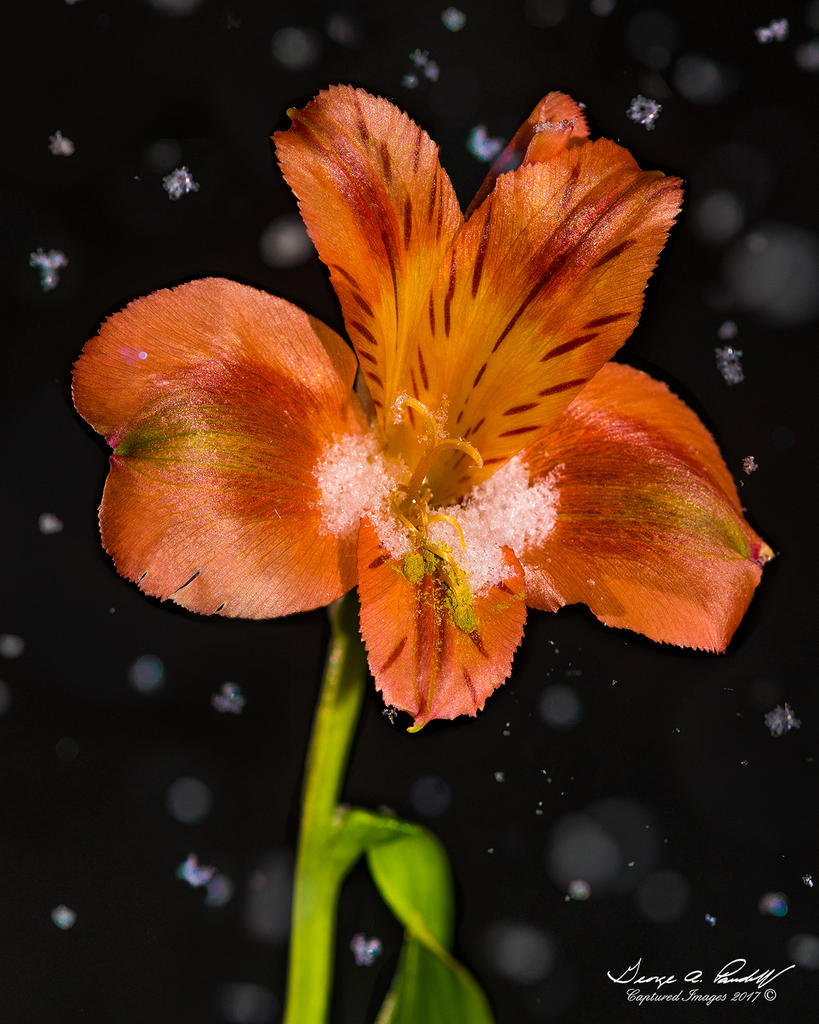 W_DSC_3130_.jpg