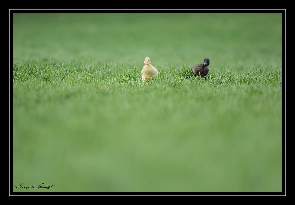 W_DSC_3527.jpg