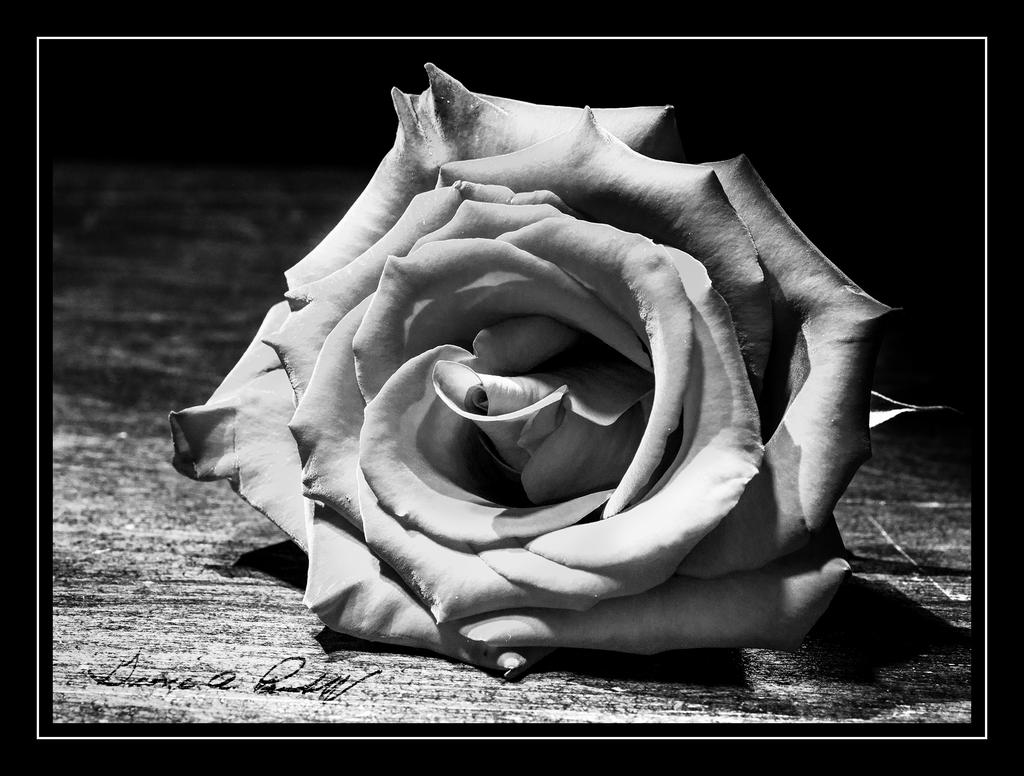 W_DSC_3746.jpg
