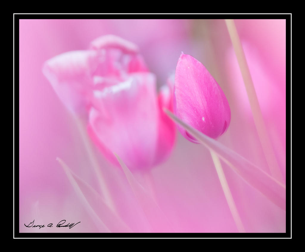 W_DSC_4668.jpg