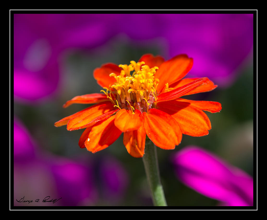 W_DSC_9096.jpg