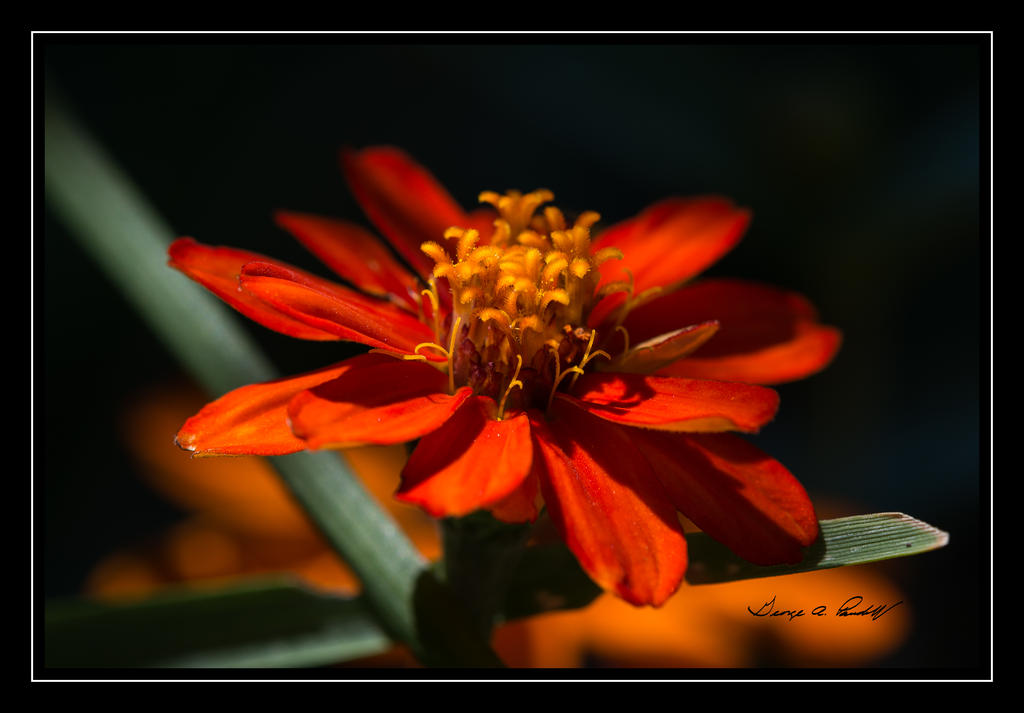 W_DSC_9099.jpg