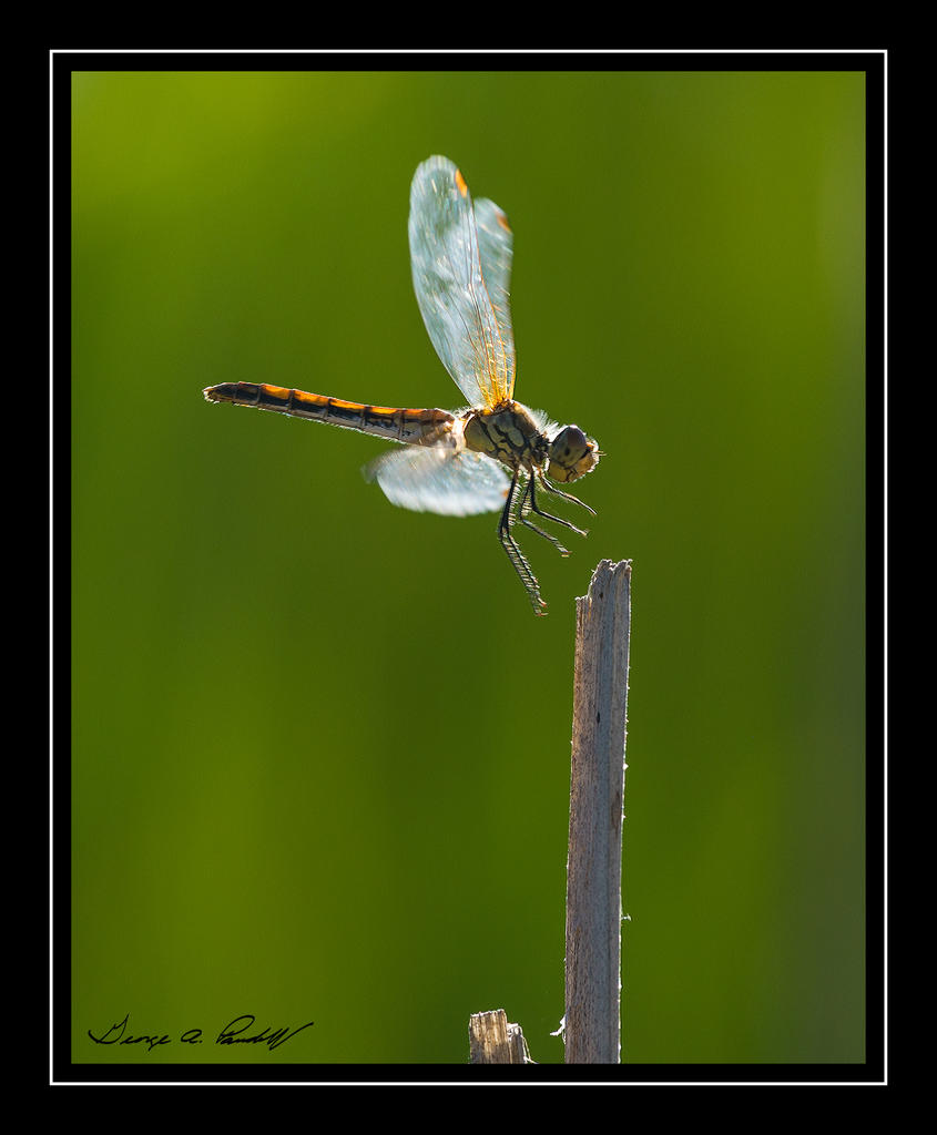 W_DSC_9323.jpg