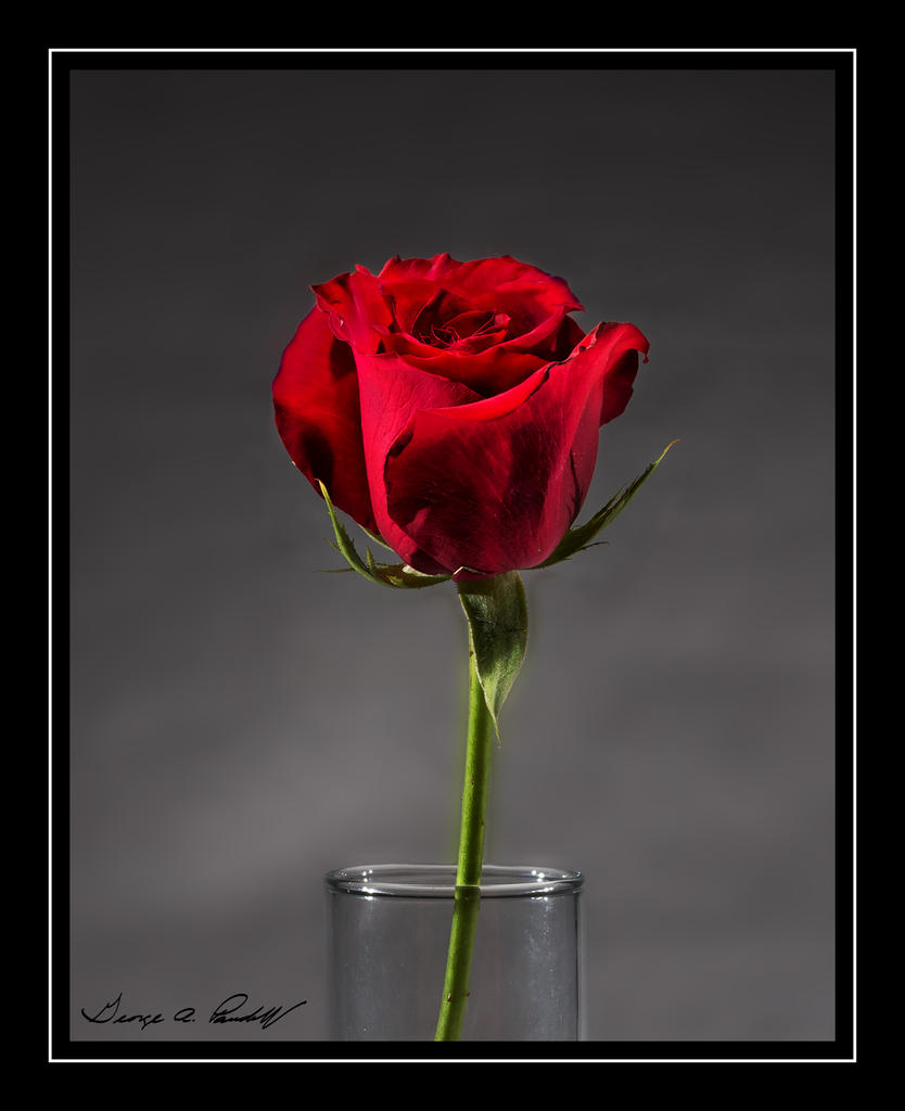 W_Rose.jpg