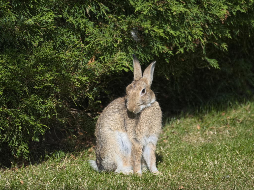Wabbit.jpg