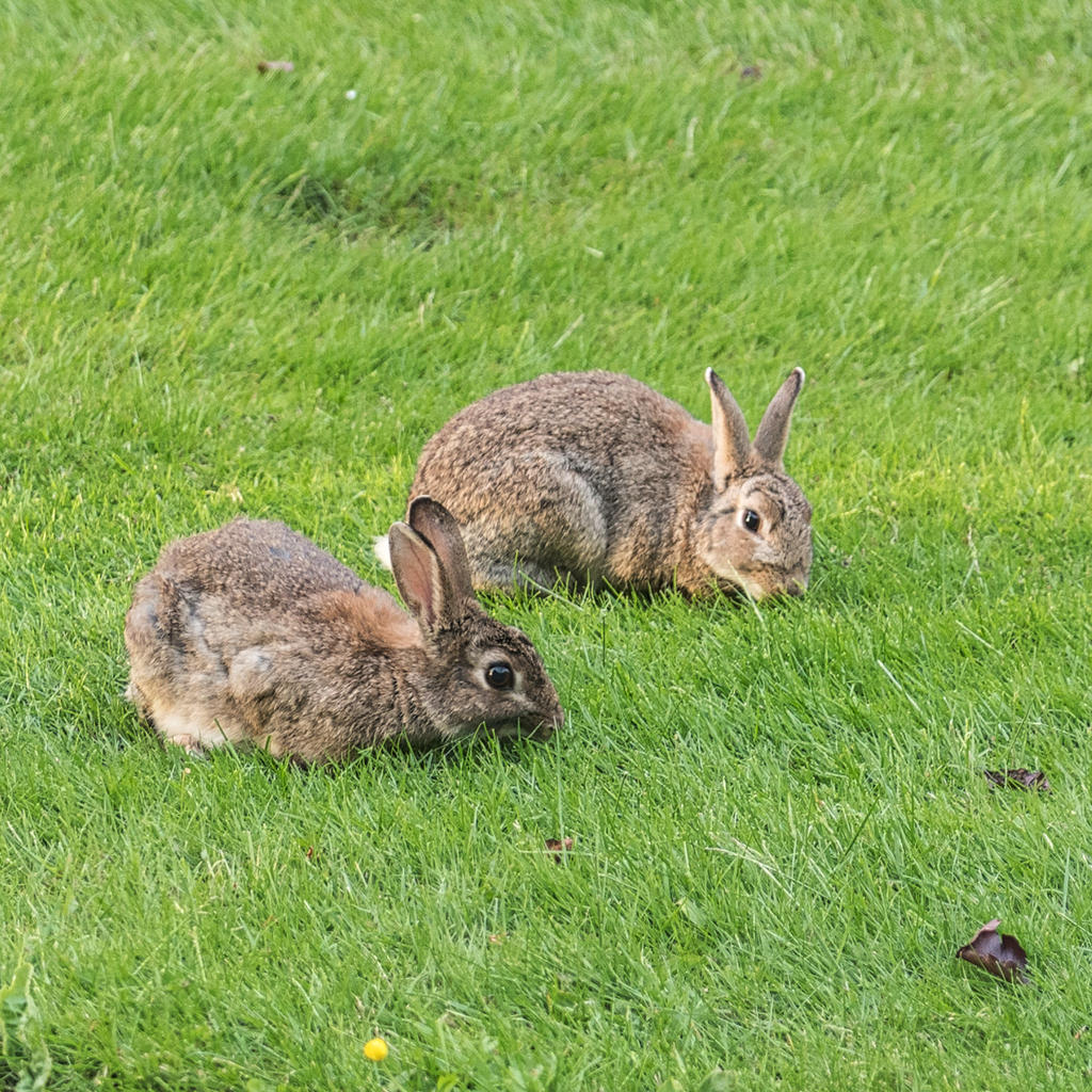 Wabbits.jpg
