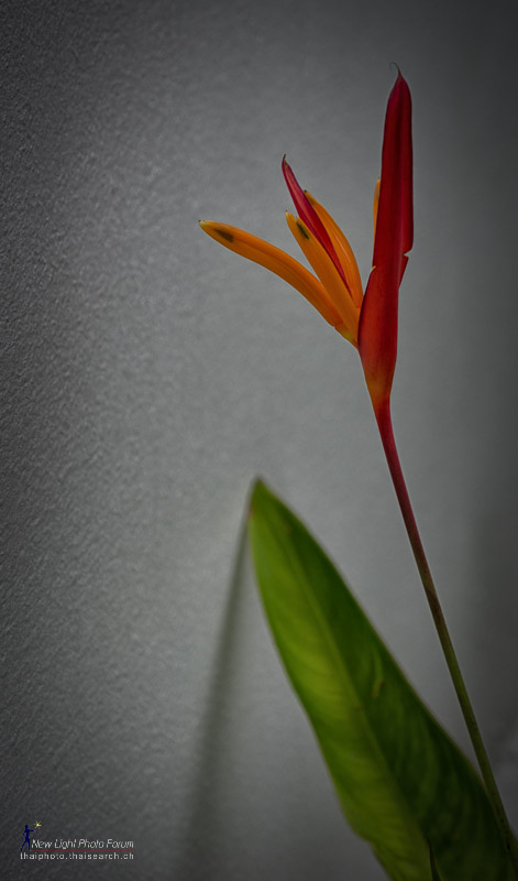 wall-flower-1.jpg