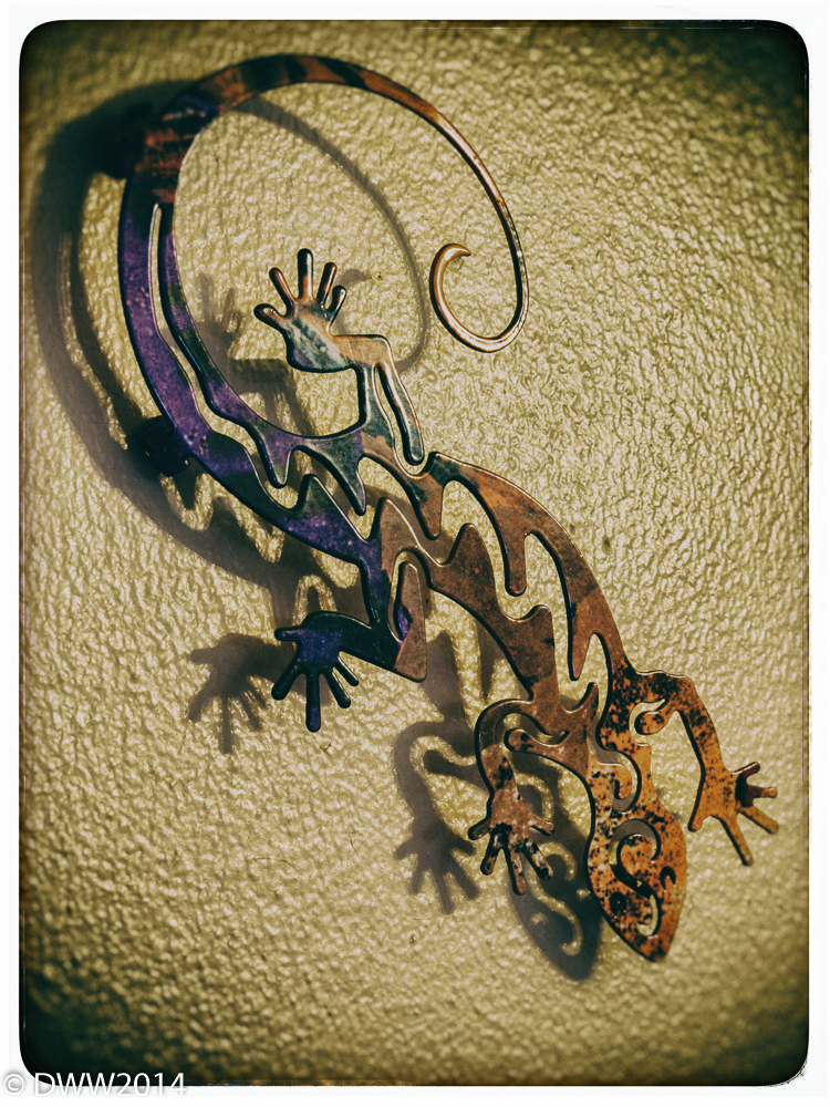 Wall Gecko (1 of 1).jpg