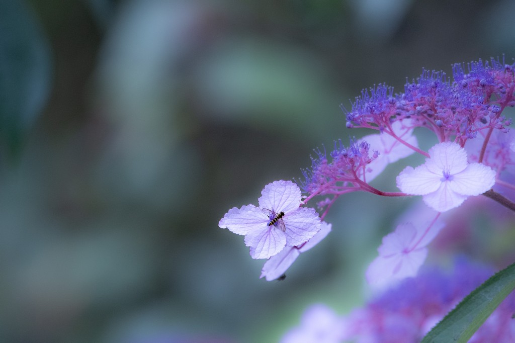 Walled Garden-2.jpg