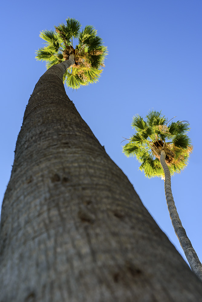 Wannabe Truffula Trees.jpg