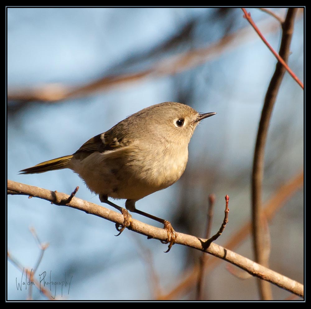 Warbler 1.jpg