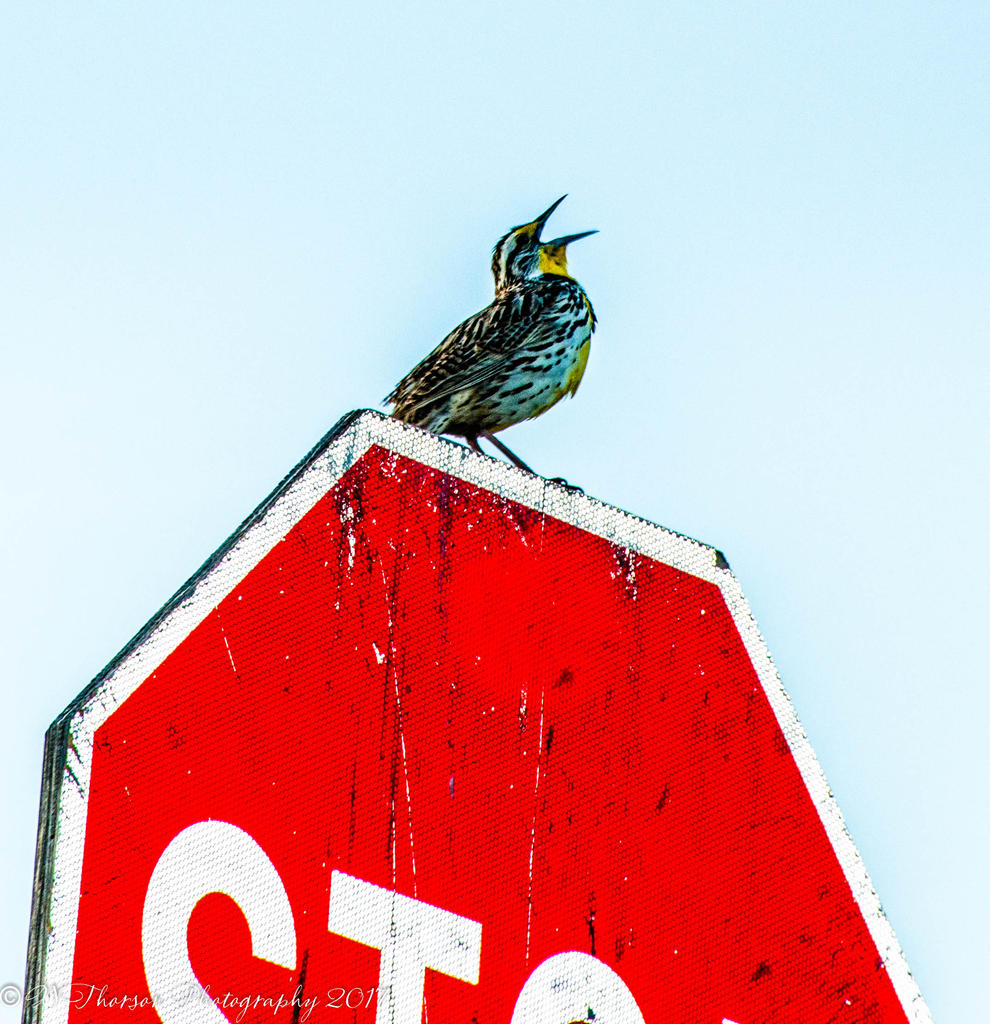 Warbler Directing Traffic on Antelope Island 4-15-2017.jpg