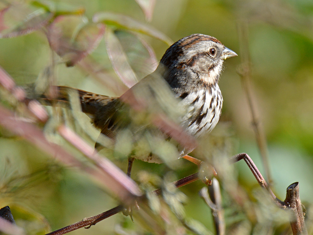 Warbler.jpg