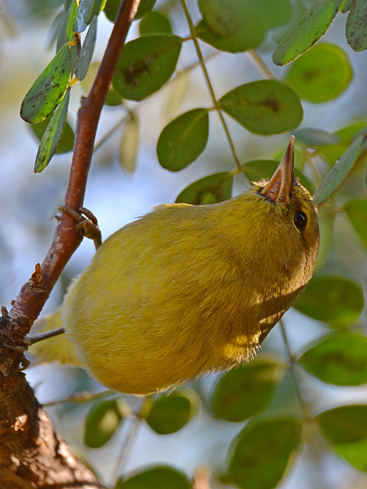 Warbler.jpg