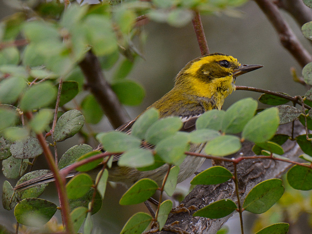 warbler.jpg