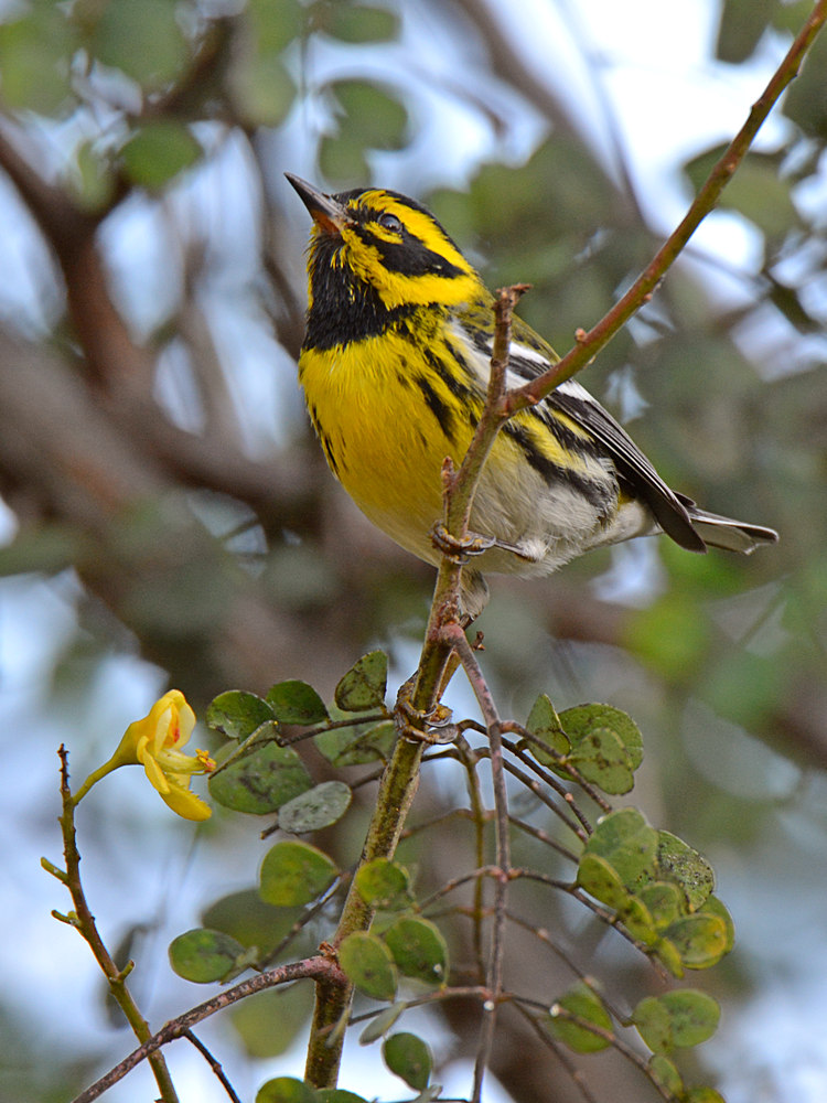 Warbler.jpg