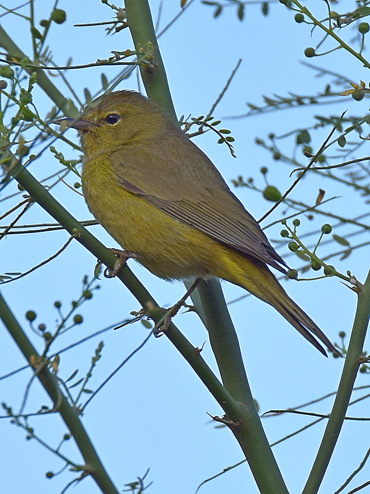 Warbler.jpg