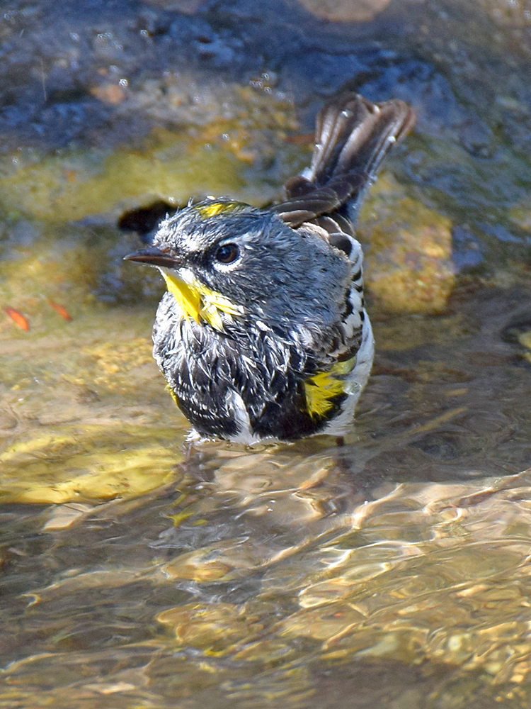 Warbler.jpg