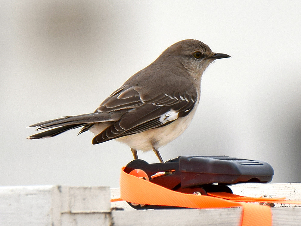 Warbler.jpg
