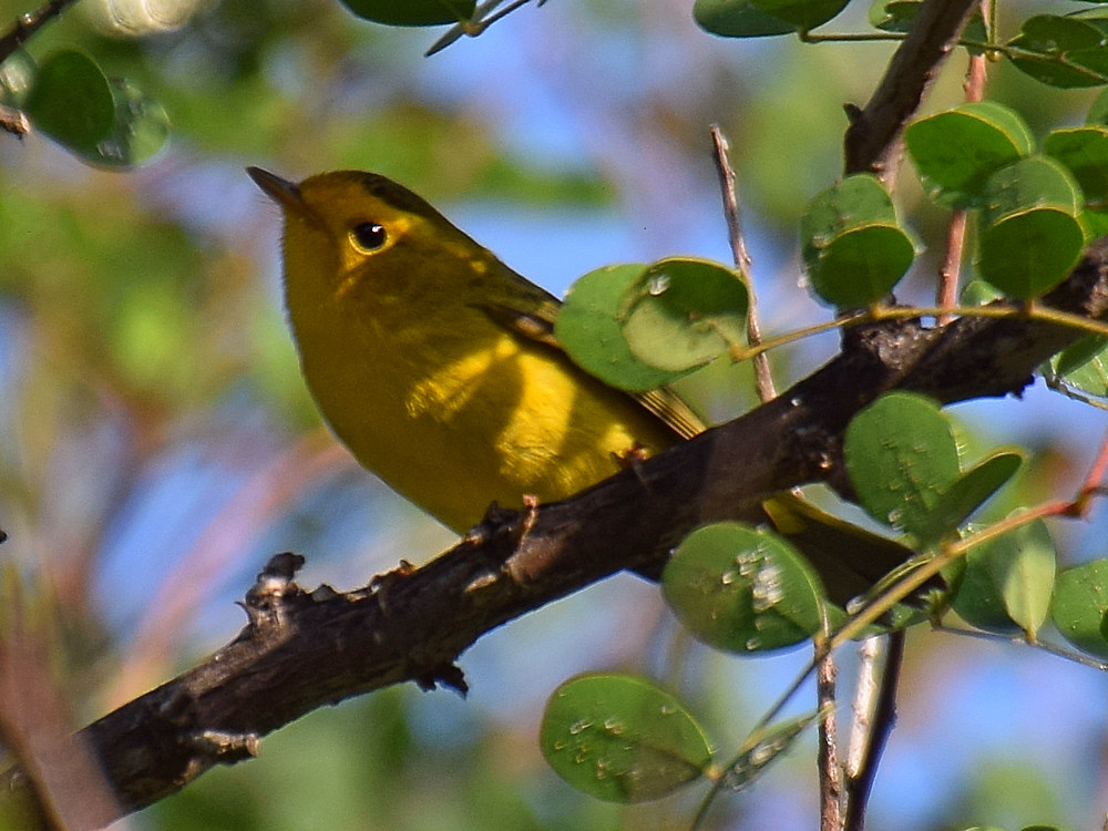 Warbler.jpg