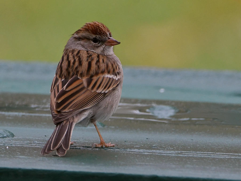Warbler.jpg