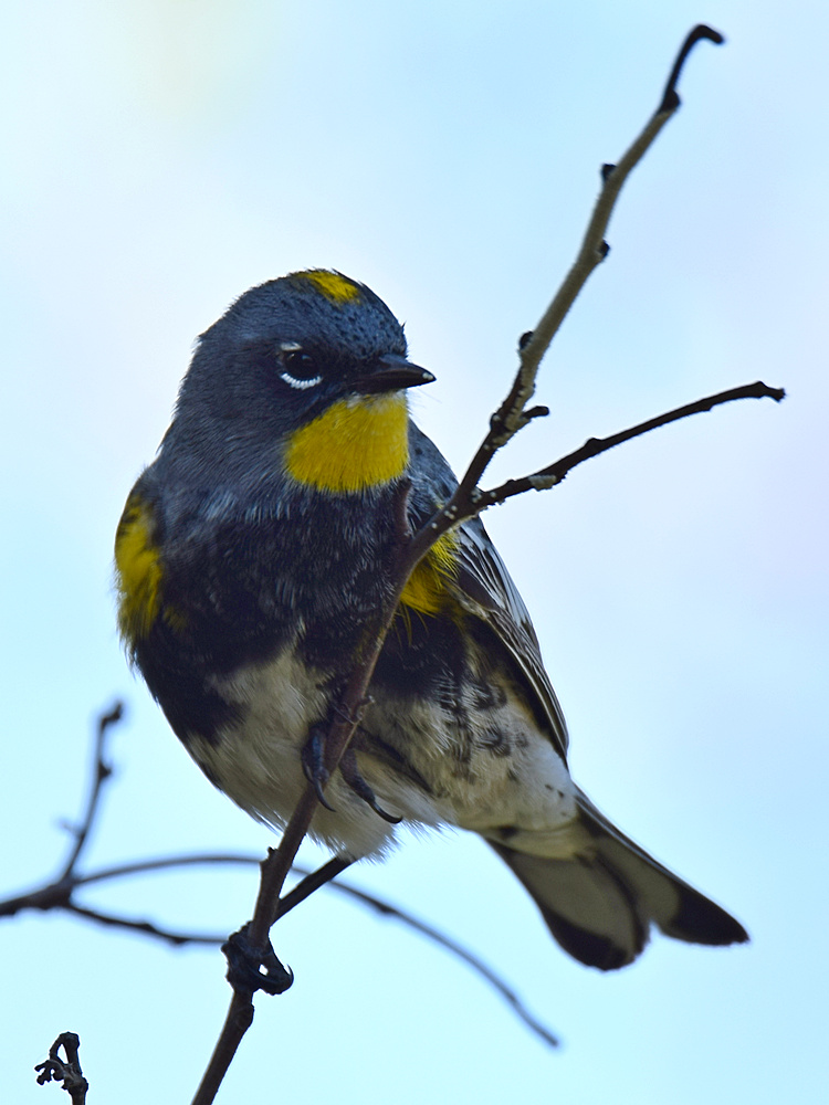 Warbler11.jpg