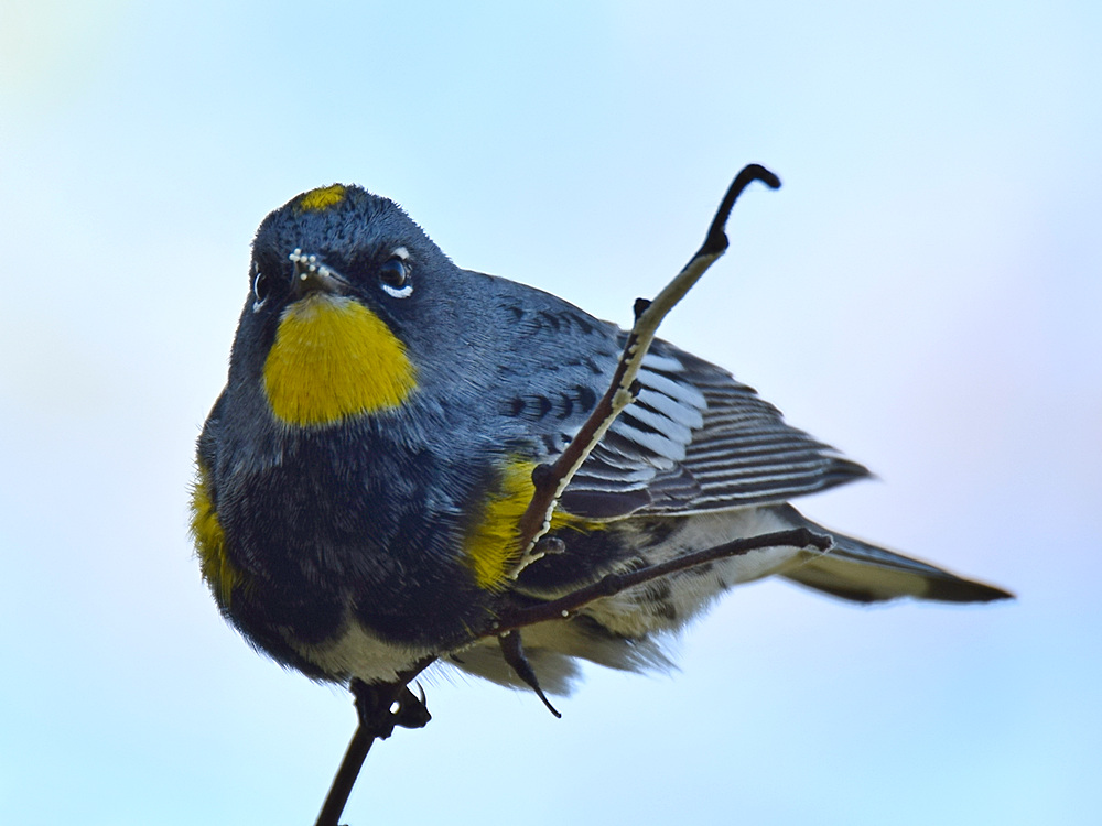 Warbler12.jpg