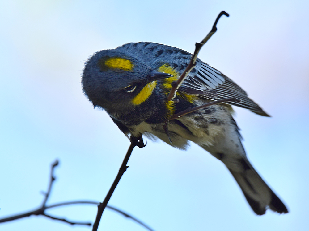 Warbler14.jpg
