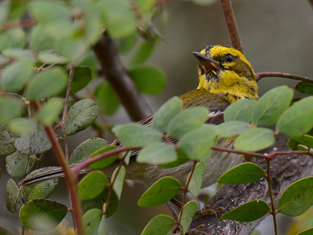 warbler2.jpg