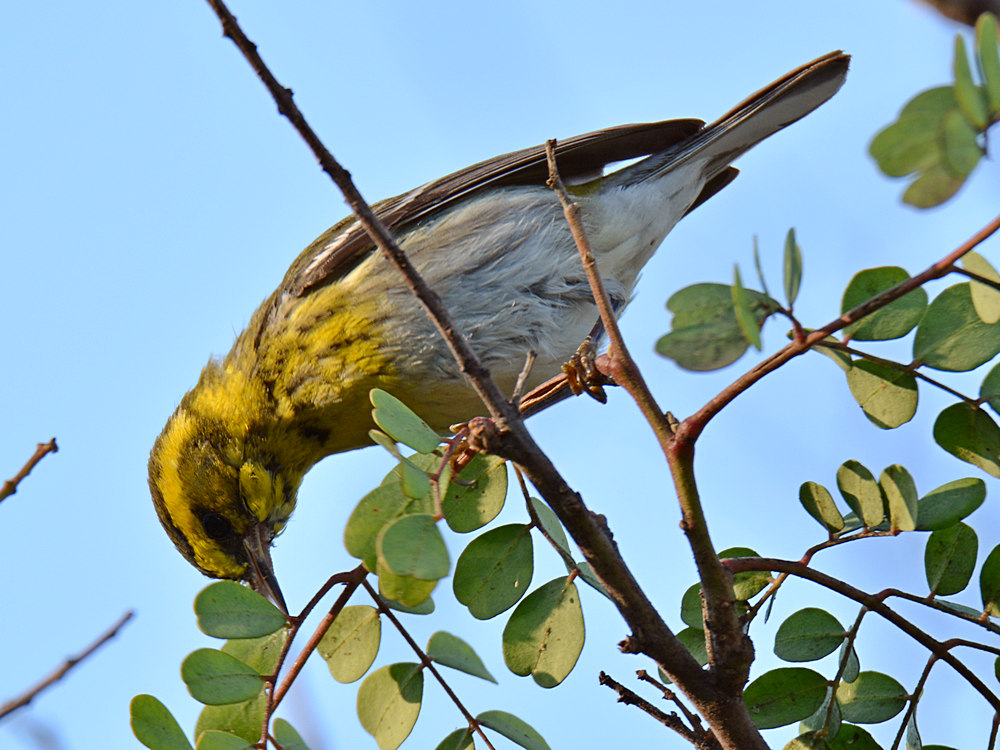 Warbler2.jpg