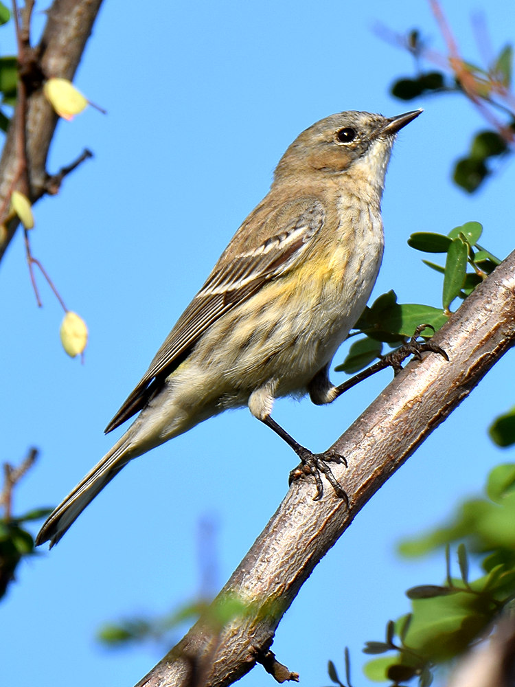 Warbler2.jpg
