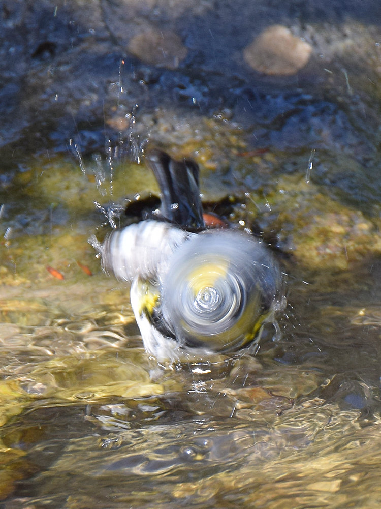 Warbler2.jpg
