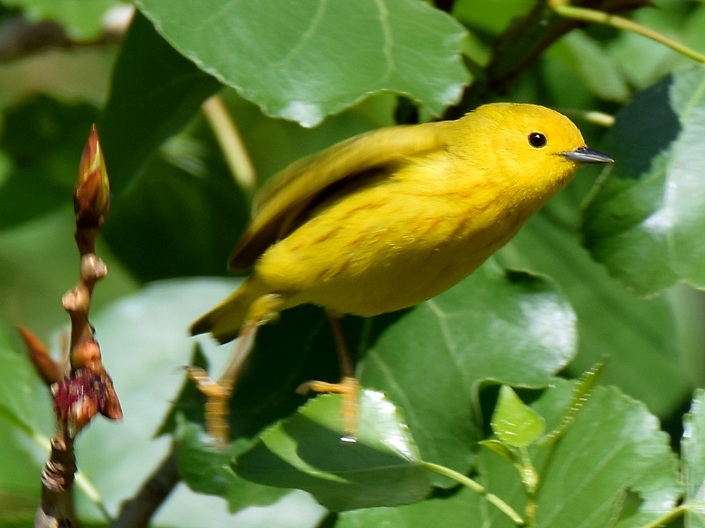 Warbler2.jpg