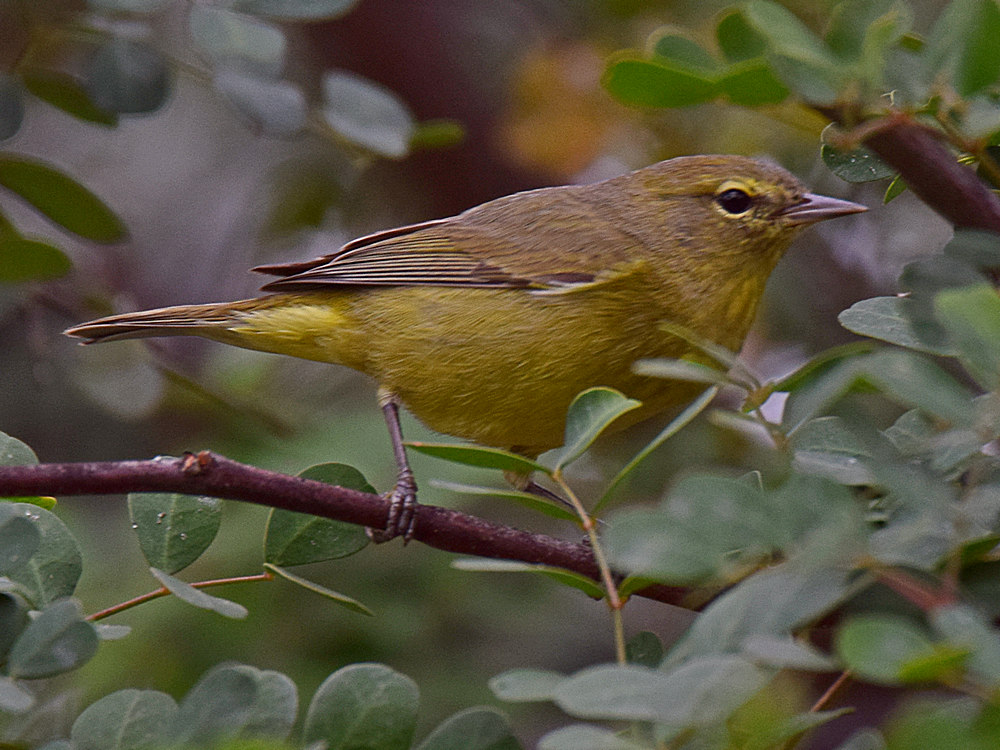 Warbler2.jpg