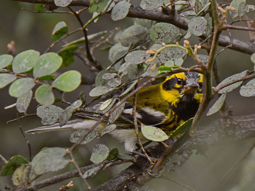 warbler3.jpg