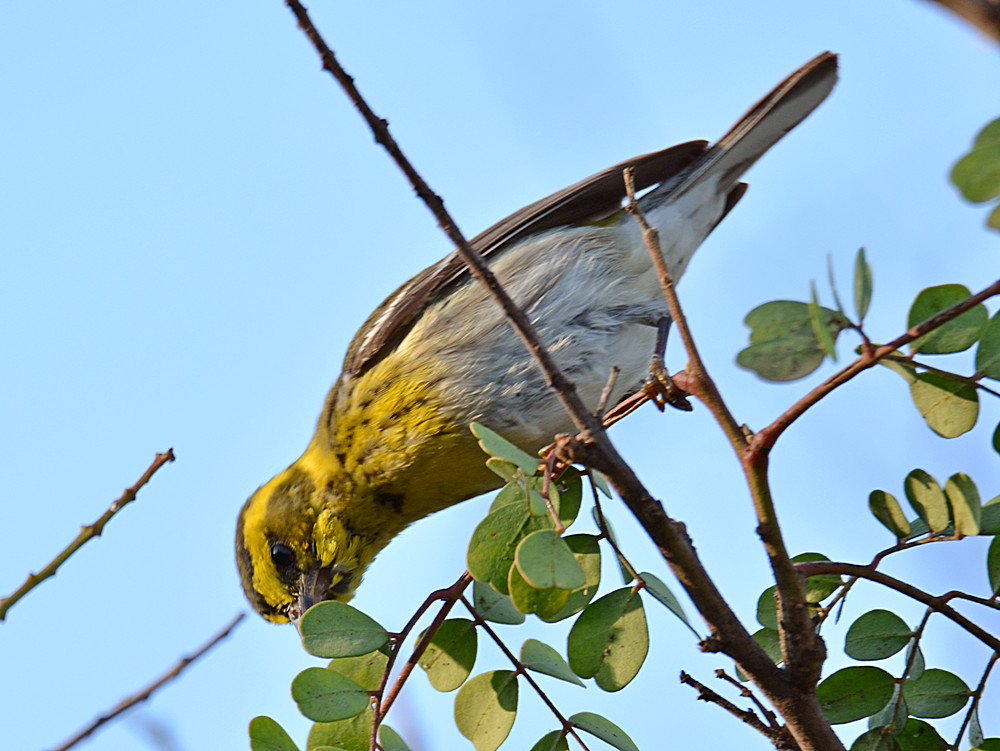 Warbler3.jpg