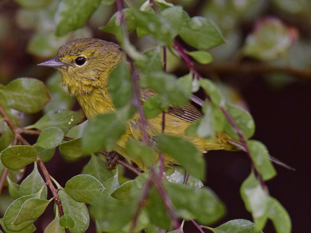 Warbler3.jpg
