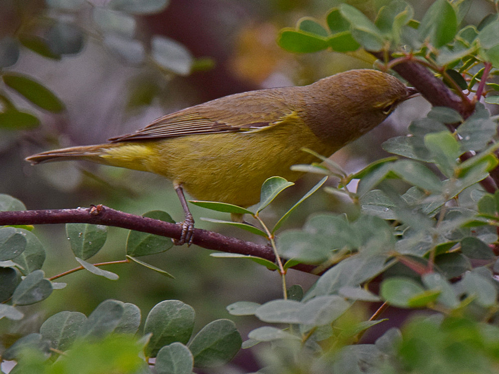Warbler3.jpg