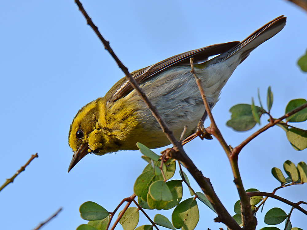 Warbler4.jpg