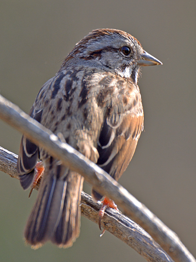 Warbler4.jpg