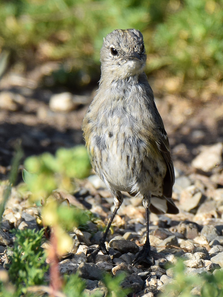 Warbler4.jpg