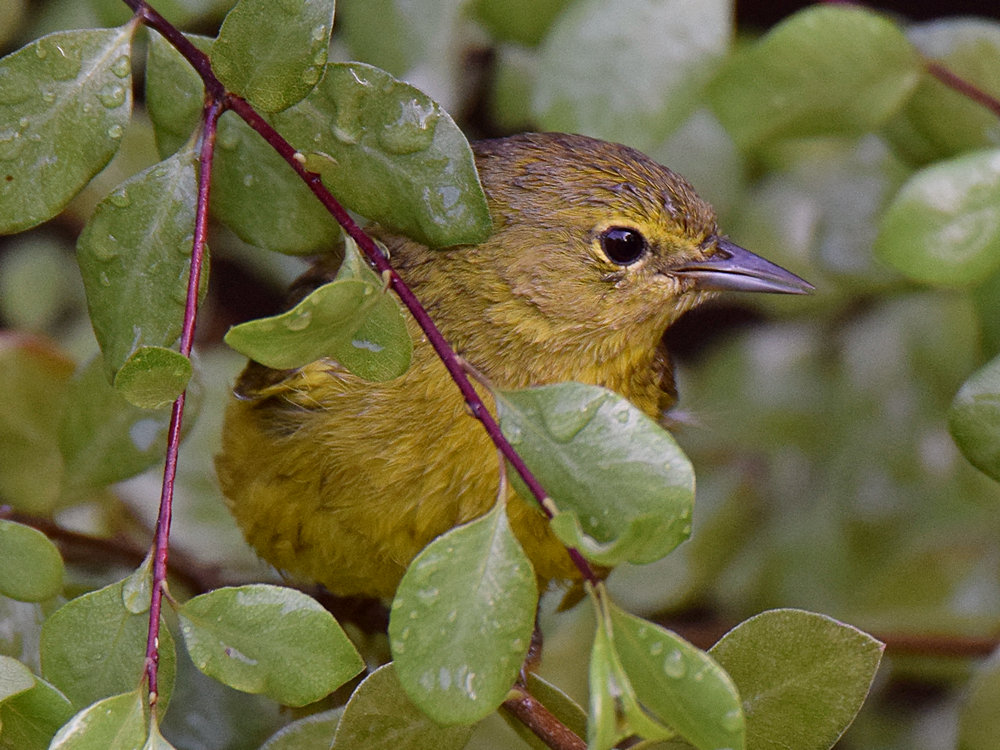 Warbler4.jpg