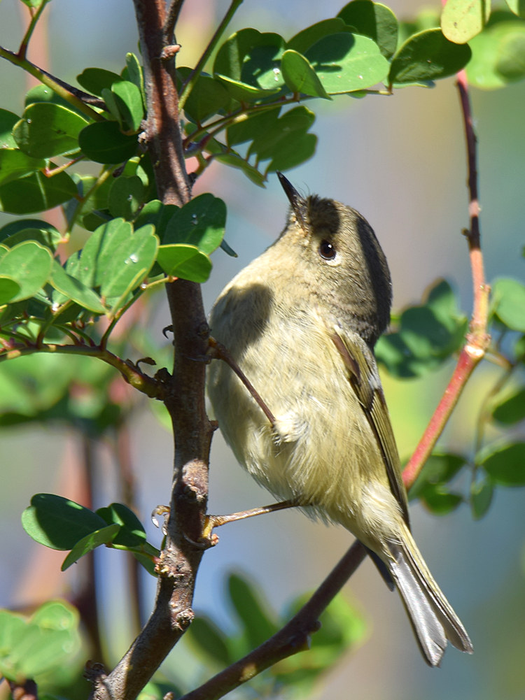 Warbler4.jpg